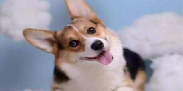 狗狗几岁丧失生育能力