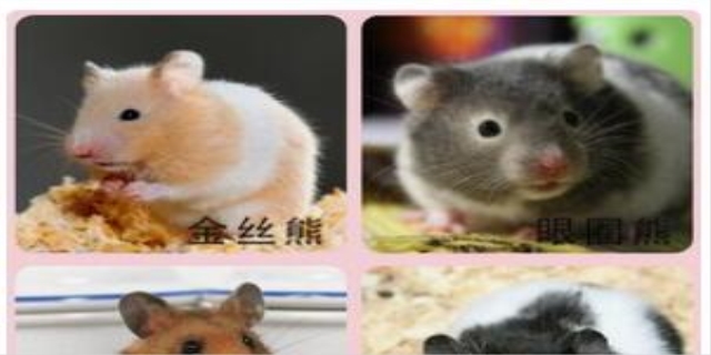 龙猫和仓鼠的区别