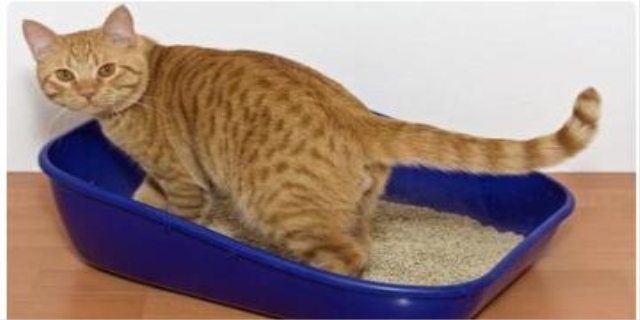 猫咪反复进出猫砂盆一直刨