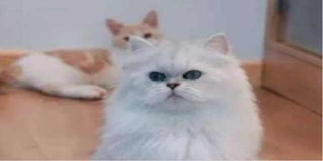 怎么看出折耳猫发病了