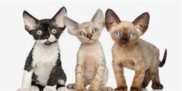 德文卷毛猫价格多少钱一只