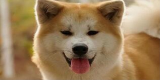 狗狗背上长了一个瘤