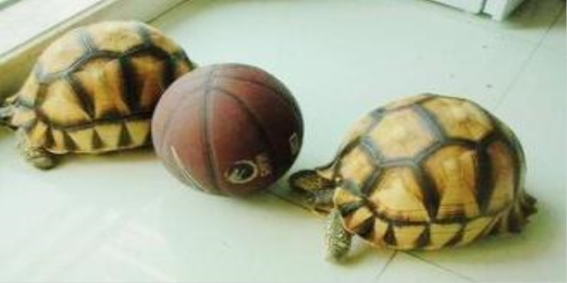 2022年猪鼻龟价格多少钱一只