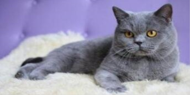 猫配上之后什么表现