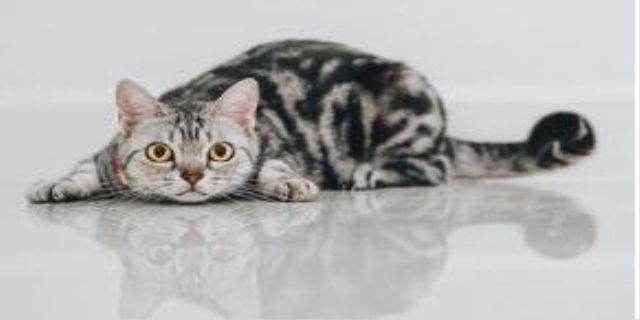 小猫尿不出来尿怎么办