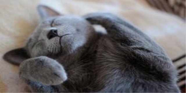 英短蓝猫能听懂主人说话吗