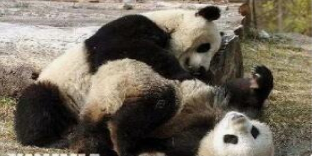 熊猫的智商