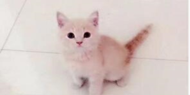 猫咪配种后多少天能确定怀孕