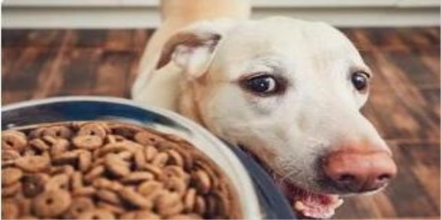 老年狗喝水多尿多怎么回事