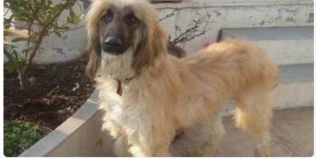 禁养犬被没收后还拿得回来吗