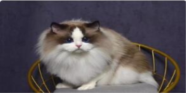 布偶猫几个月开始发猫情