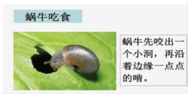 蜗牛一般在什么地方可以找到