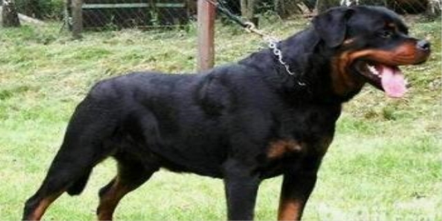 为什么不能养梗类犬