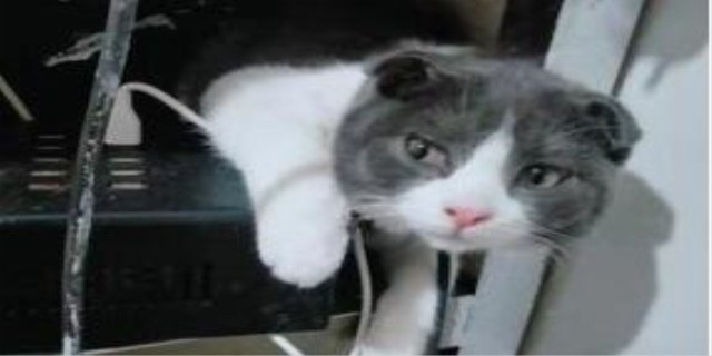 银点猫贵还是银渐层贵