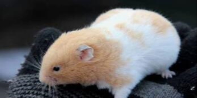 蜜袋鼯为什么容易暴毙