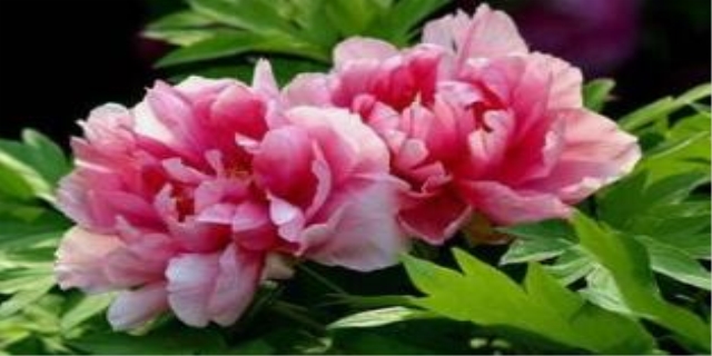 芍药对猫有毒吗