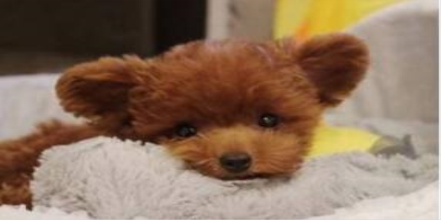 小狗崽几天睁眼睛