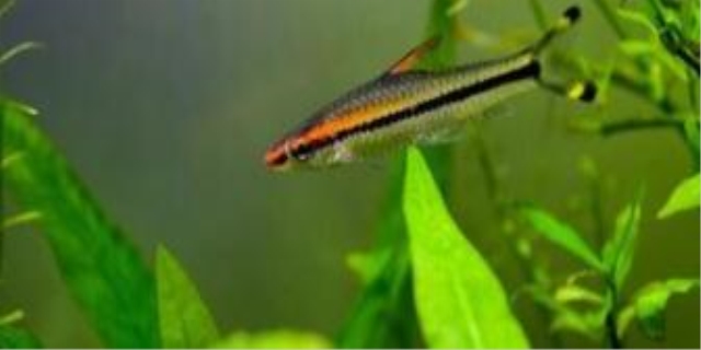 斑马鱼是流氓鱼