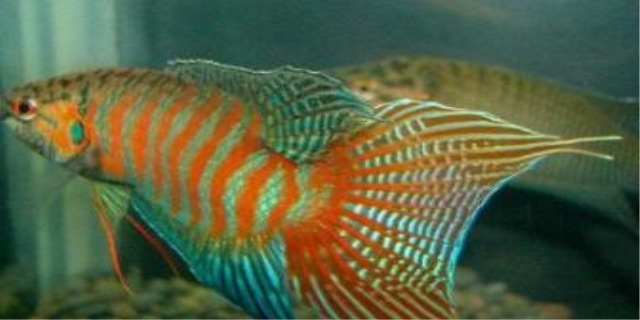 孔雀鱼身上有白点是什么原因