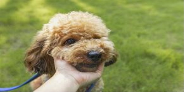 为什么泰迪幼犬要关笼子里养