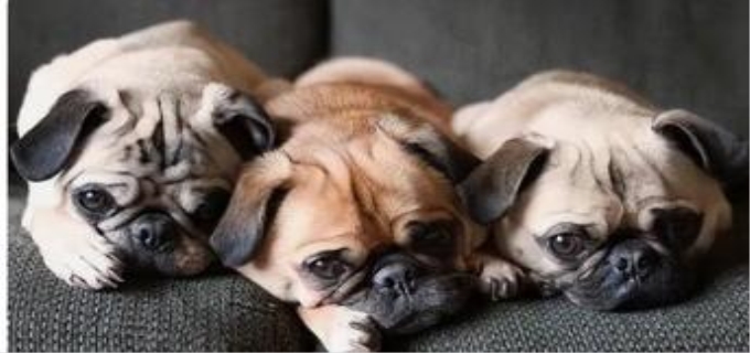 智巴哥犬相当于几岁智商