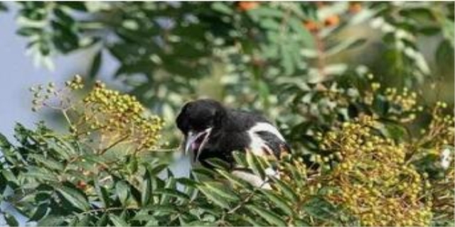 蜜袋鼯为什么不能养