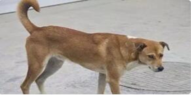 土狗几个月定型不长了