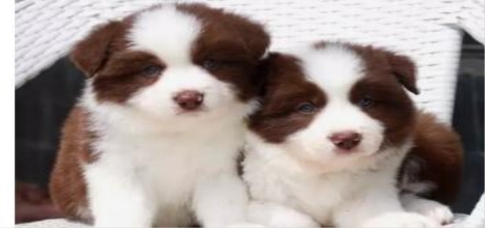 纯种和双血统什么区别