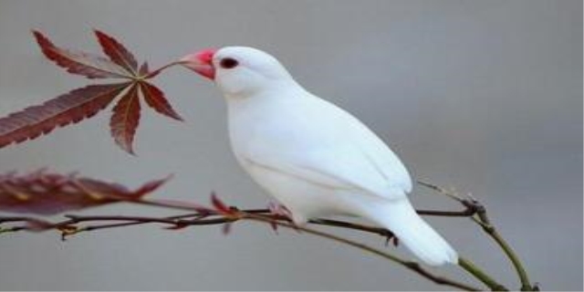 玉鸟饲料最佳配方