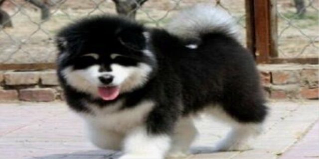 纯种萨摩耶200一只