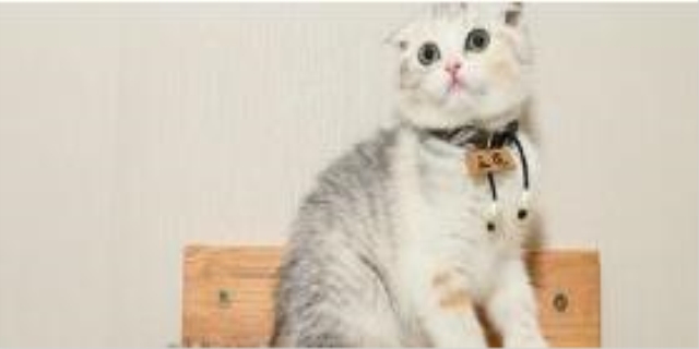 猫死在家里会有什么不好的吗