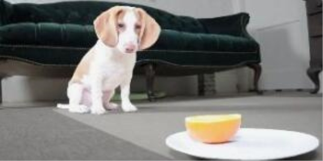 狗狗细小要康复的征兆