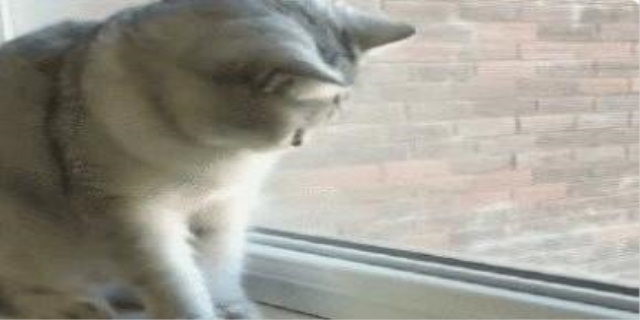 猫咪拉完屎肛门有血粘液