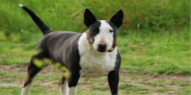 怎么看狗狗有没有配上