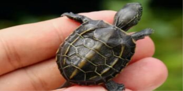 乌龟白眼病快好的征兆