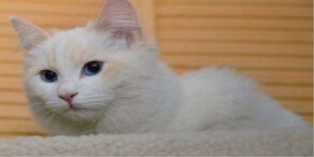 猫咪偶尔打喷嚏正常吗