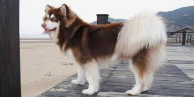 狗狗没怀孕有乳汁是什么原因