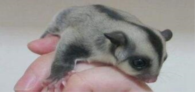 蜜袋鼯为什么容易暴毙