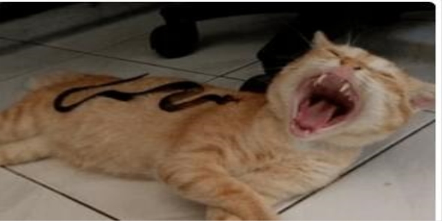 猫死在家里会有什么不好的吗