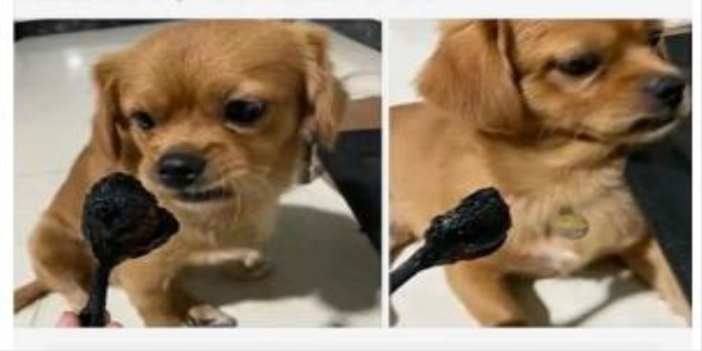 狗的速度和人的速度