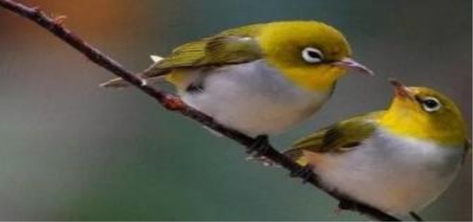  绣眼鸟的养殖方法和注意事项