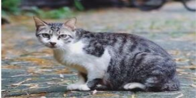 怎么判断猫咪是否发烧