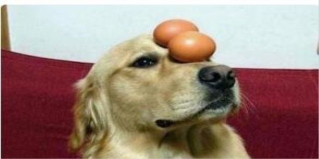 狗可以吃红枣吗