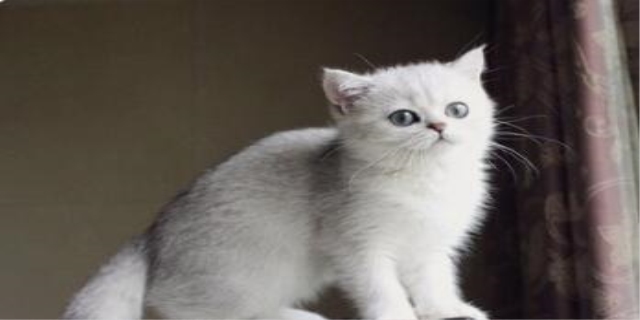 猫咪几个月换牙