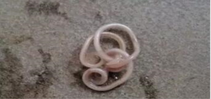 狗狗拉出来的蛔虫怎么处理