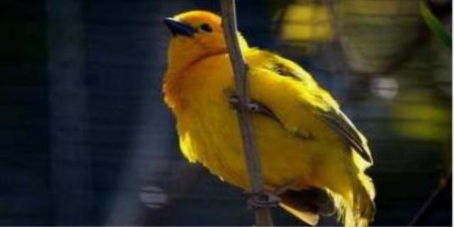 玉鸟饲料最佳配方