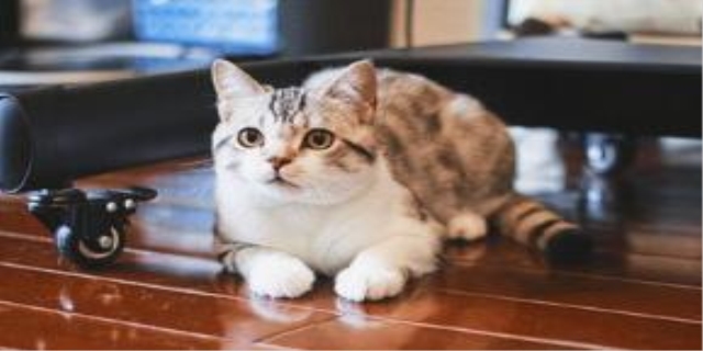 猫咪舔塑料袋的原因