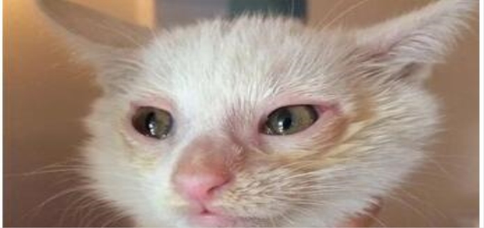 猫鼻支是什么原因造成的