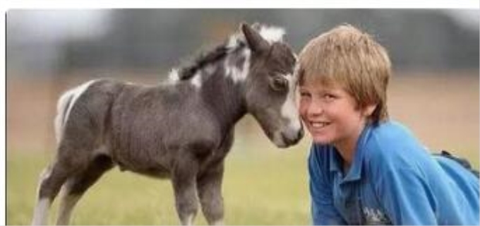 世界上最小的马