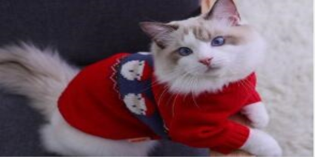 猫咪子宫蓄脓怎么治疗